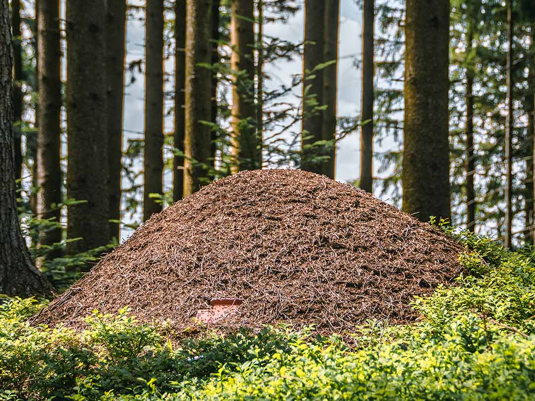 Sokerimuurahainen ei tee kekoa, sen tekevät kekomuurahaiset